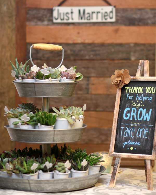présentoir pour cadeaux invités plantes succulentes